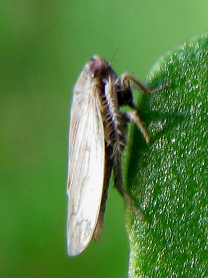 ancora una cicadella - Cicadellidae Deltocephalinae